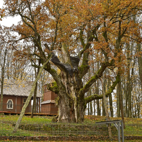 Stelmužės ąžuolas.