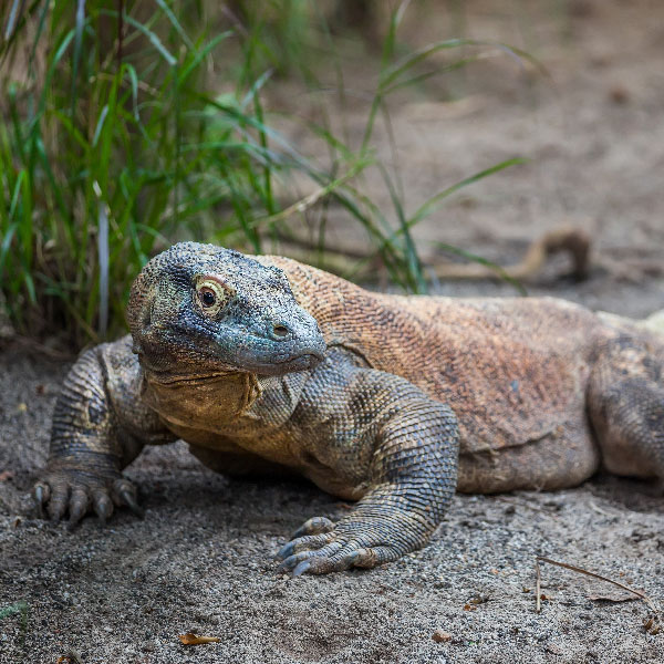 Komodo varanas