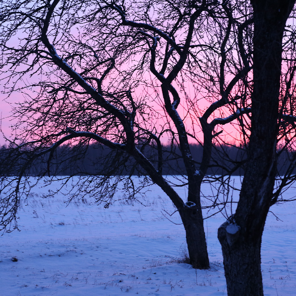 Medžiai žiemą.